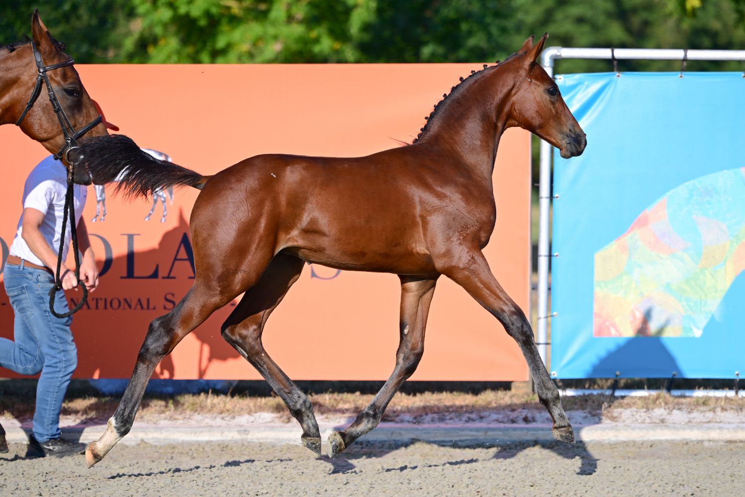 Crown-K van Kattenheye Z