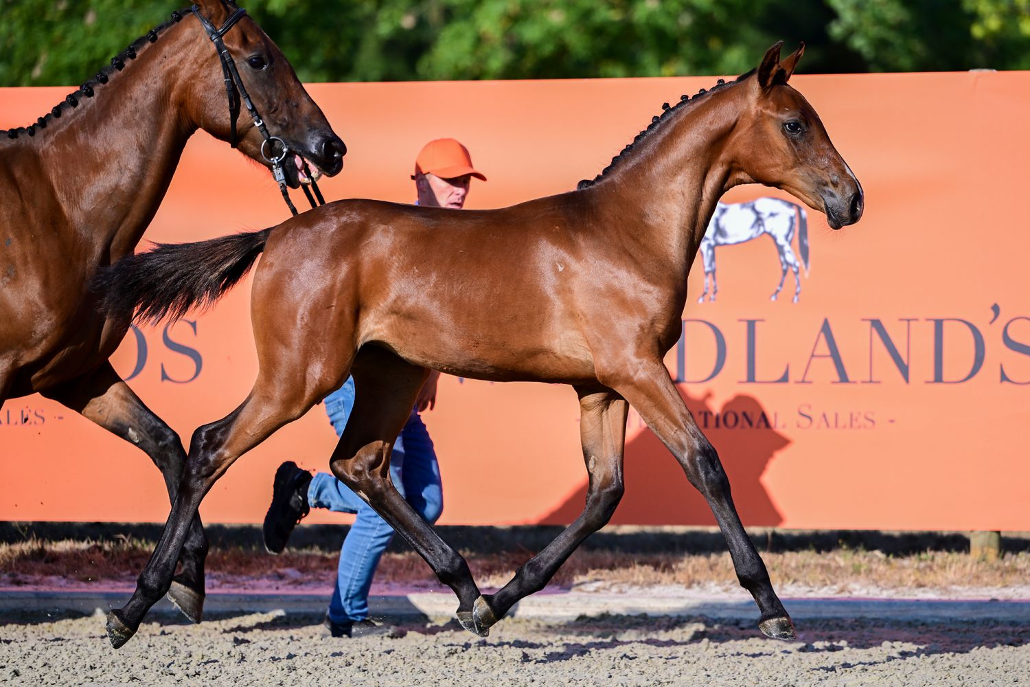 Cascade-K van Kattenheye Z