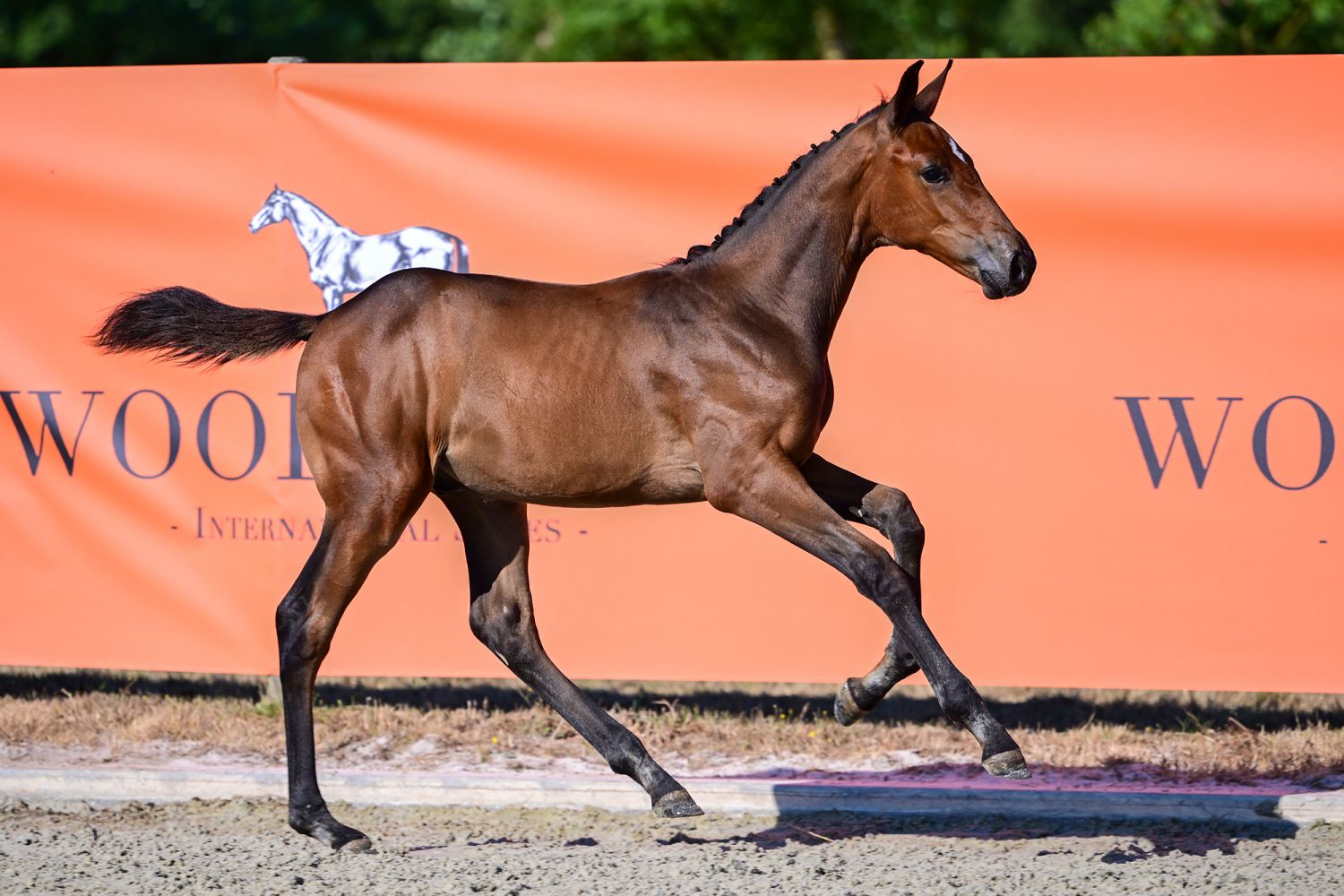 Dubai's Jump-K van Kattenheye